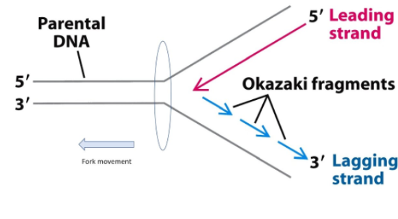 <ul><li><p>Polymerase can synthesize on leading strand without problem </p></li><li><p>The primer is generated on leading strand </p></li><li><p>Okazaki fragments: this strand is laying down 5’ to 3’ direction → then polymerase can bind and build in this direction</p></li></ul><p></p>