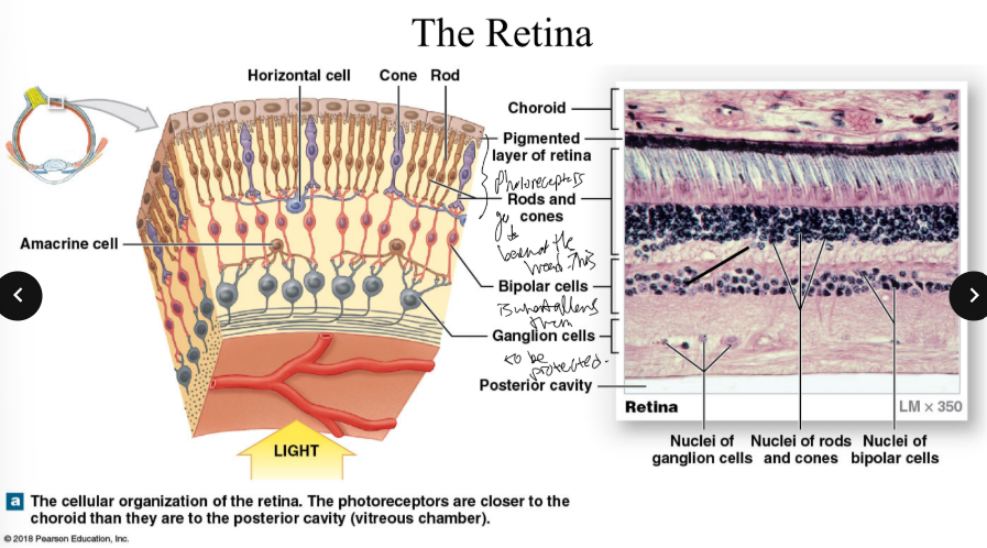 <ul><li><p><strong>outer pigmented portion</strong> absorbs excess light and transports nutrients to the neural part </p></li><li><p><strong>the inner neural part </strong>contains</p><ul><li><p>photoreceptors: rods &amp; cones</p></li><li><p>1st order neurons: bipolar cells</p></li><li><p>2nd order neurons: ganglion cells, axons form the optic nerve and tract</p></li><li><p>embryologic origin: outgrowth from brain </p></li></ul></li></ul><p></p>