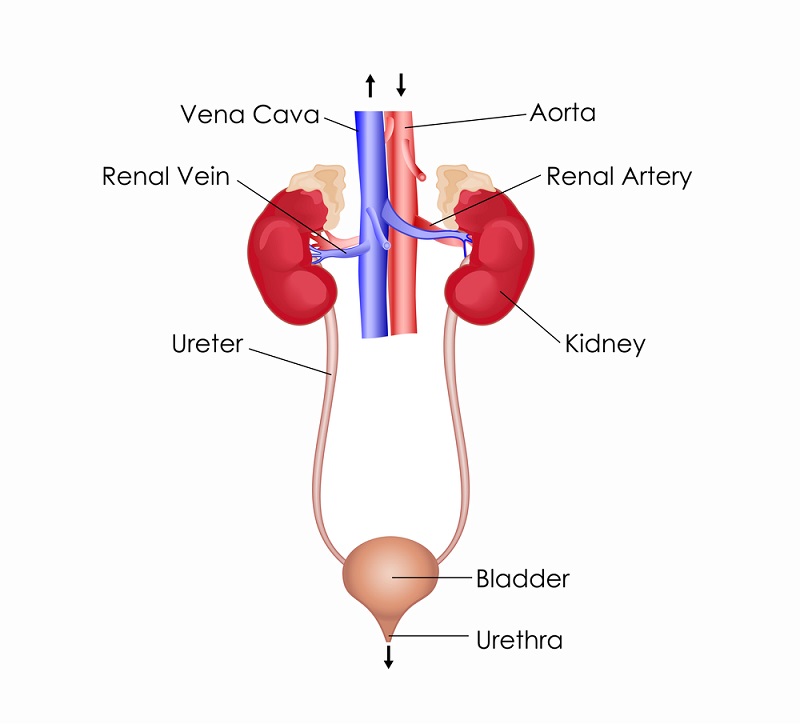 <p>Kidney, Ureter, Bladder, Urethra.</p>