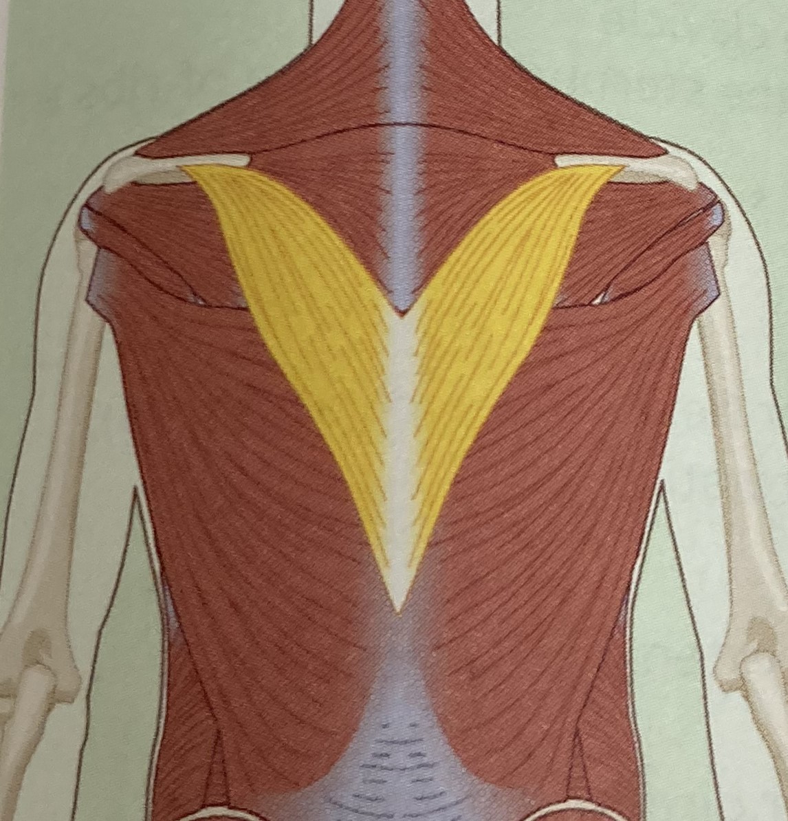 <ul><li><p>category: shoulder musculature</p></li><li><p>origin: T6-T12</p></li><li><p>insertion: spine of the scapula</p></li><li><p>isolated function: concentric scapular depression</p></li><li><p>integrated function: eccentric scapular elevation</p></li><li><p>stabilizes scapula</p></li></ul><p></p>