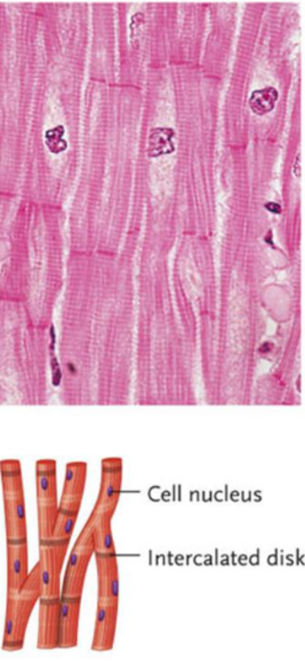 <p>Cardiac Muscle</p>
