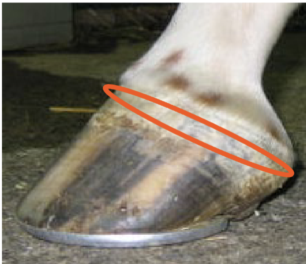 <p>protective layer to prevent desiccation analogous to a cuticle</p>