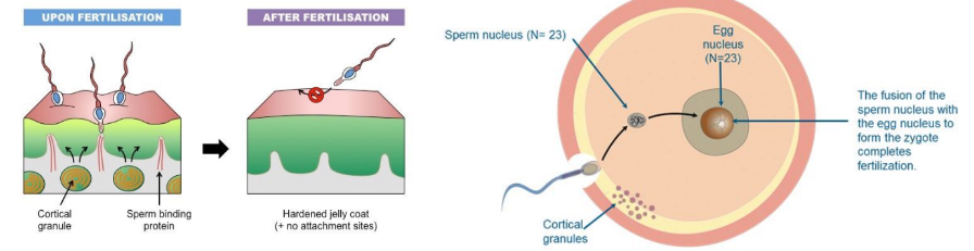 Cortical granules in the egg cytoplasm release their contents into the space between the plasma membrane and the vitelline layer. 

* Substances released from the granules raise and harden the vitelline layer to form a fast (permanent) block to further sperm entry.

\
