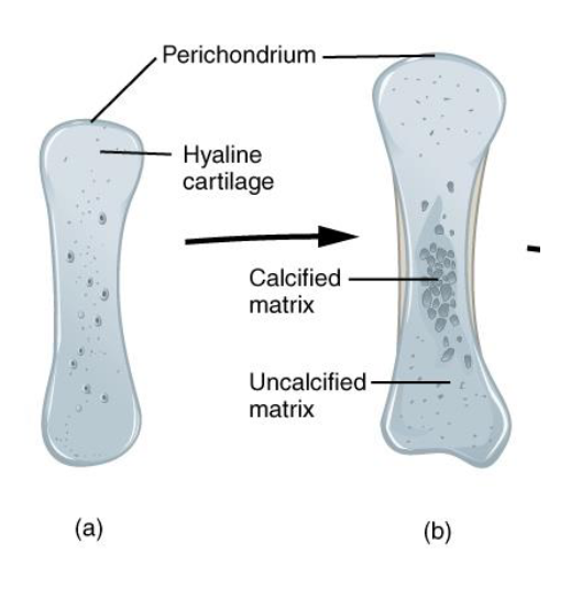<p>Mesenchymal cells → Chondroblasts</p><p>Hyaline Cartilage Matrix</p><p>Perichondrium</p><p>Interstitial Growth - Division of Chondroblasts and chondrosign</p><p>Appositional Growth - From new layer around hyaline cartialge</p><p></p>