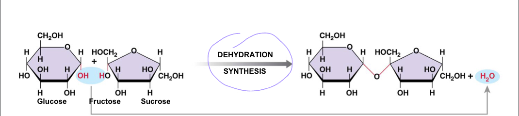 Two simple sugars condensed by dehydration synthesis; ex: sucrose, maltose
