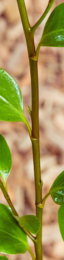 <p>Whose twig is this?</p>
