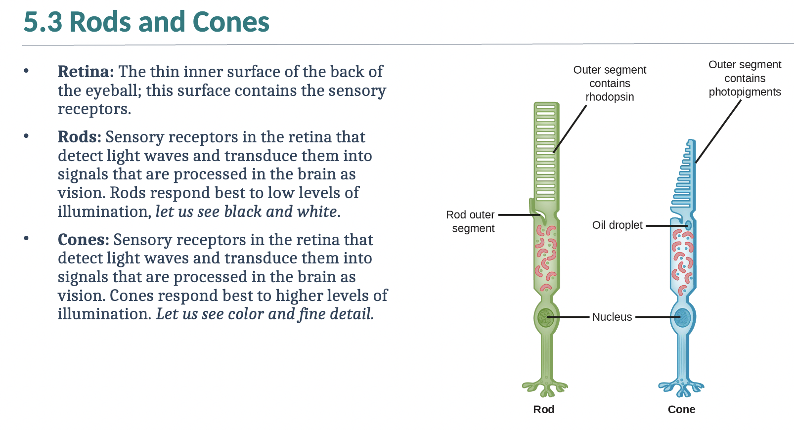 <p>Review rods and cones</p>