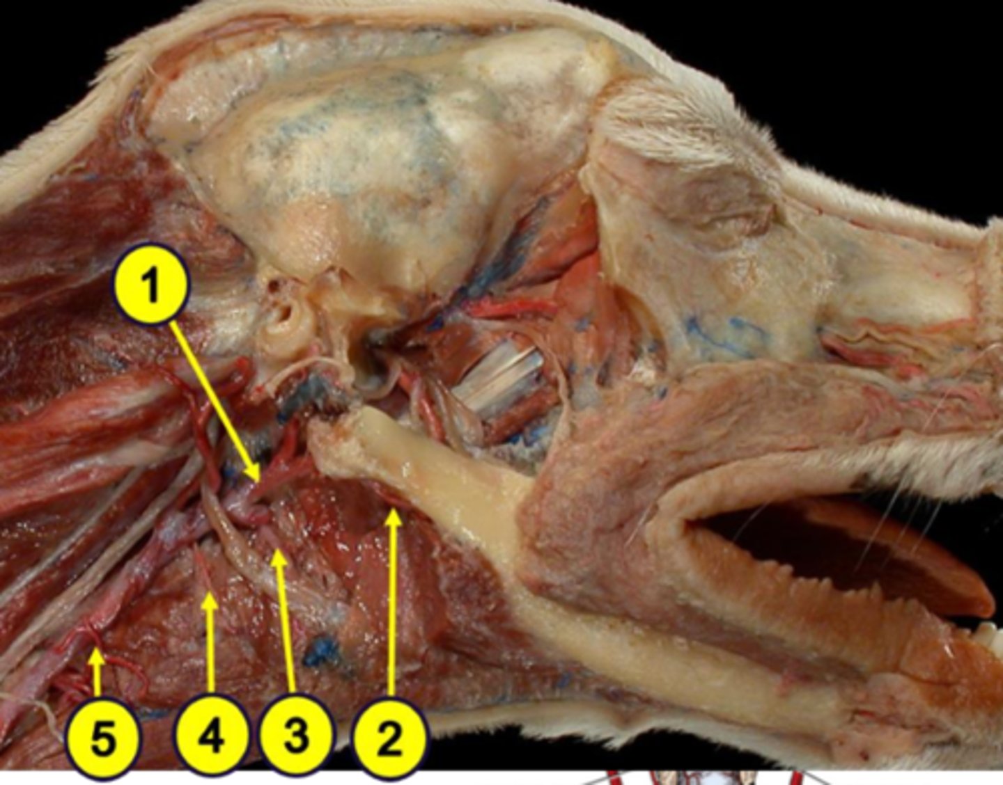 <p>Blood supply to the pharynx:</p><p>3</p>