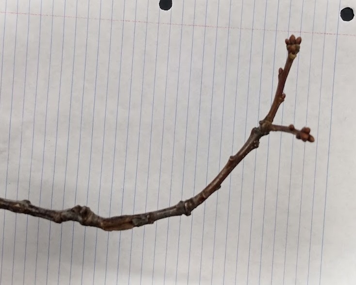<p>cluster of buds at terminal, buds round, ovate; reddish brown shiny twig, moderately stout</p>