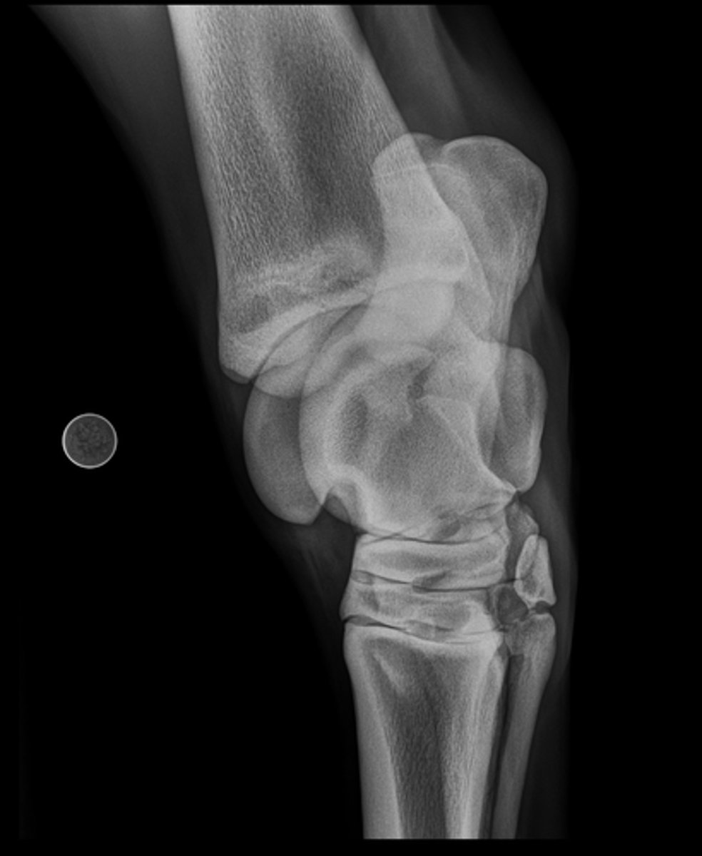 <p>Name the view and the anatomical region within the radiograph</p>