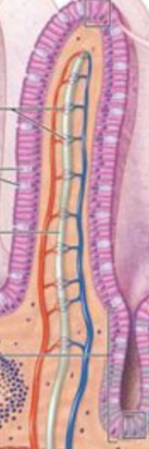 <p>Second layer of the Mucosa; contains the connective tissue and all the important vessels (Blood vessels and capillaries; lymphatic drains (lacteals); nerve fibers and immune/inflammatory cells. </p>