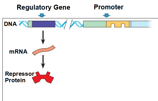 <p>A regulatory gene produces the <strong>repressor protein</strong>.</p>