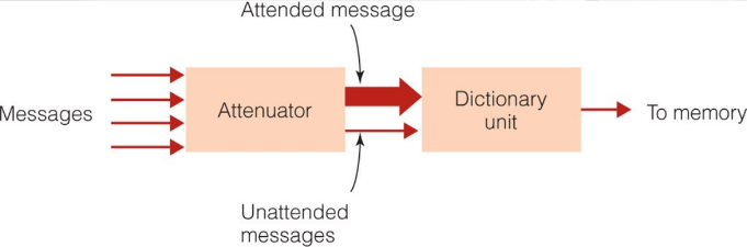 <p>Treisman’s Attenuation Theory</p><ul><li><p>attended message is separated from unattended message early in the information-processing system (before meaning processing)</p></li><li><p>Only <u><em>important</em></u> unattended info is fully processed for meaning and brought to conscious awareness</p></li></ul><p>Attenuator</p><ul><li><p>analyzes incoming message in terms of physical characteristics, language, and meaning</p></li><li><p>Attended message is let through the attenuator at full strength, unattended message is let through at a much weaker strength</p></li></ul><p>Dictionary unit</p><ul><li><p>contains words, each of which have thresholds for being activated</p><ul><li><p>words that are common or important have low thresholds</p></li><li><p>uncommon words have high thresholds</p></li></ul></li></ul>