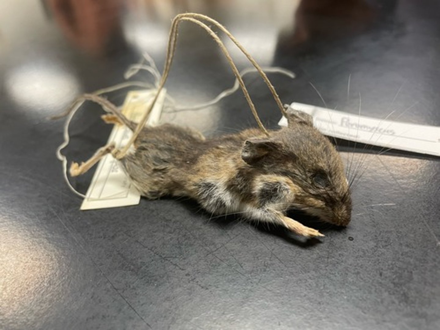 <p>Family: Cricetidae</p><p>Genus & Species: Peromyscus (leucopus) (only know Genus, no species or common name)</p>