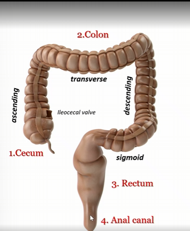 <p>third part of large intestine </p>