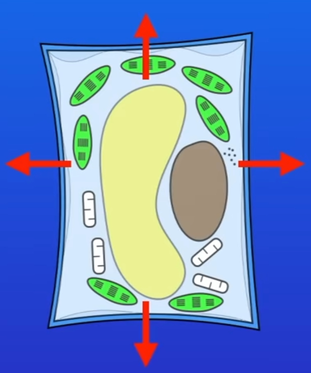 <p>water moves out of the plant cell it will cause the plant to shrink. flaccid</p>