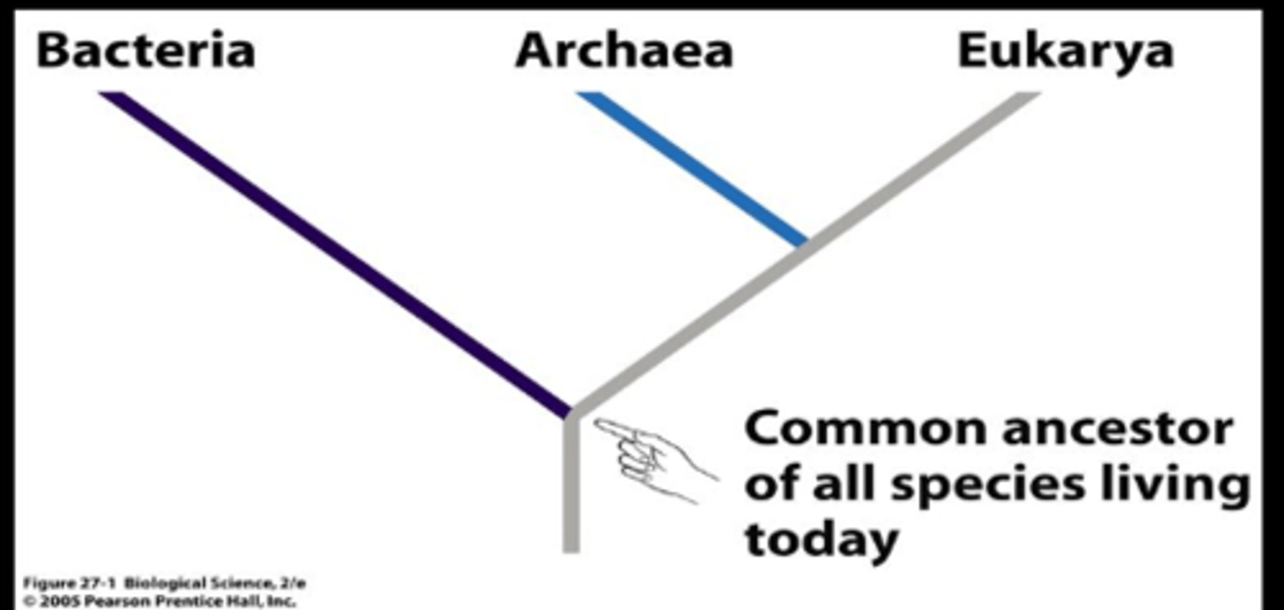 <p>main reason:</p><p>bacteria is made with peptidoglycan layer in the cell wall while the archaea and eukarya do not have peptidoglycan in the cell wall</p>