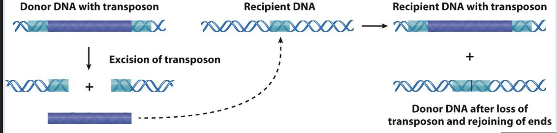 <p>1. Inverted repeats on the ends of the transposon are required for recognition by transposase, which catalyzes excision from the donor DNA site and insertion elsewhere. </p><p>2. A direct repeat is generated in the recipient DNA site</p>