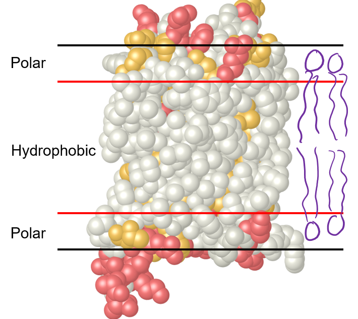<p>Which types of AA side chains are associated with each color of this integral membrane protein? and what do they each interact with?</p>