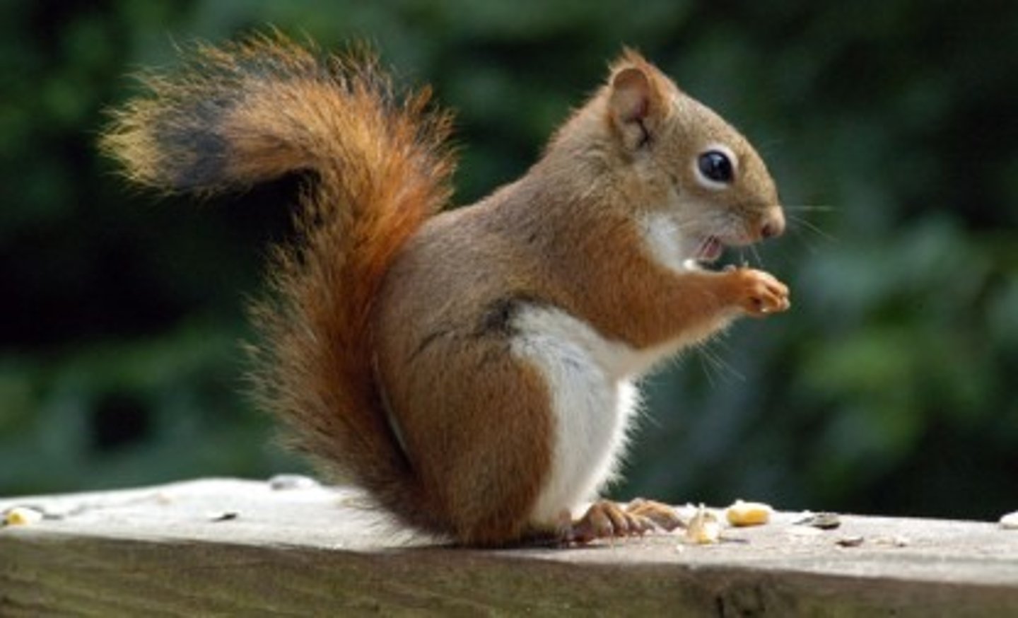<p>- Grey squirrel was introduced to the UK from North America.</p><p>- In many areas, they have out-competed the indigenous red squirrel.</p>