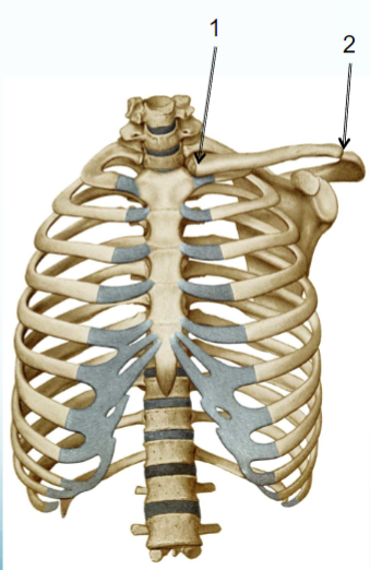 <p>Name joint 2.</p>