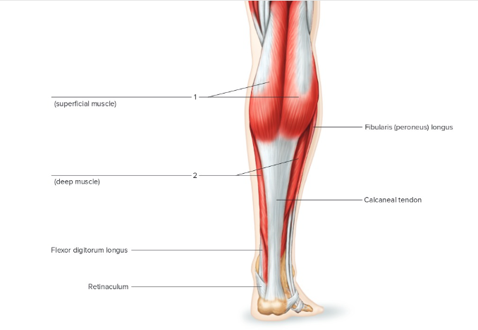 <p>Label the following: posterior right leg</p>