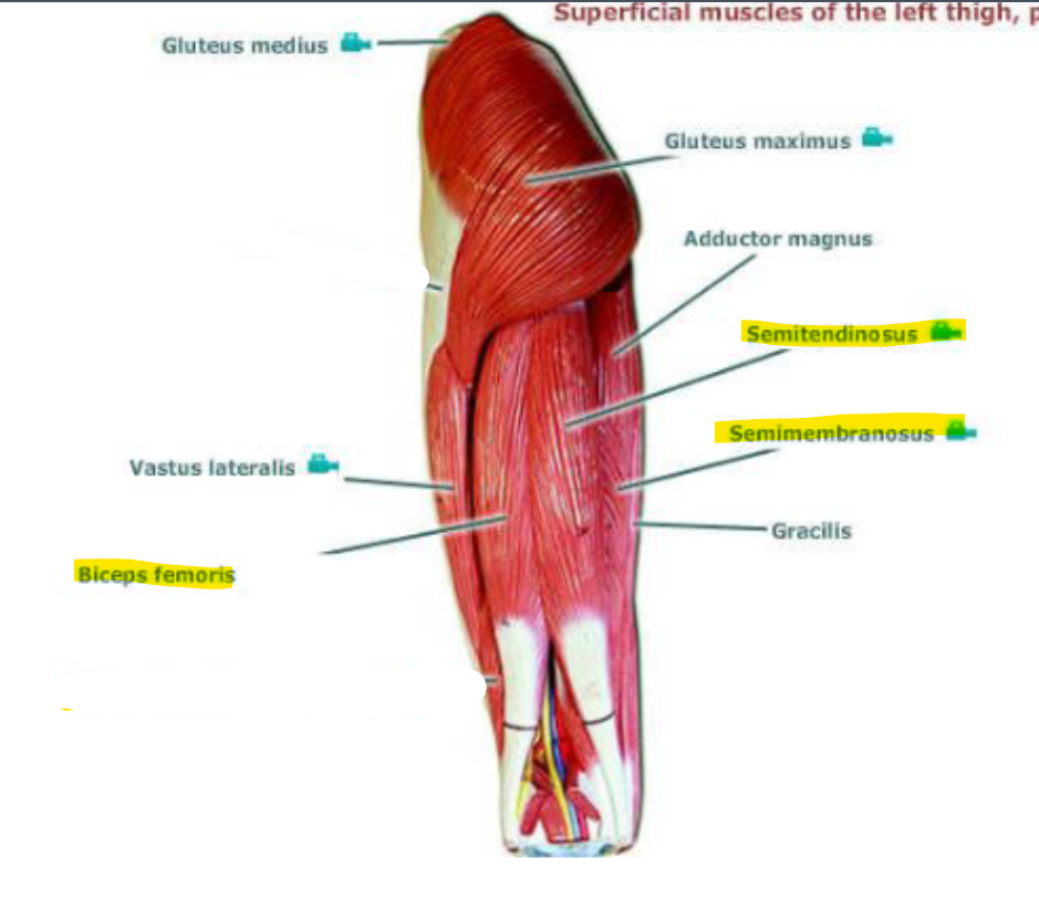 <p>Hamstrings&nbsp;</p>