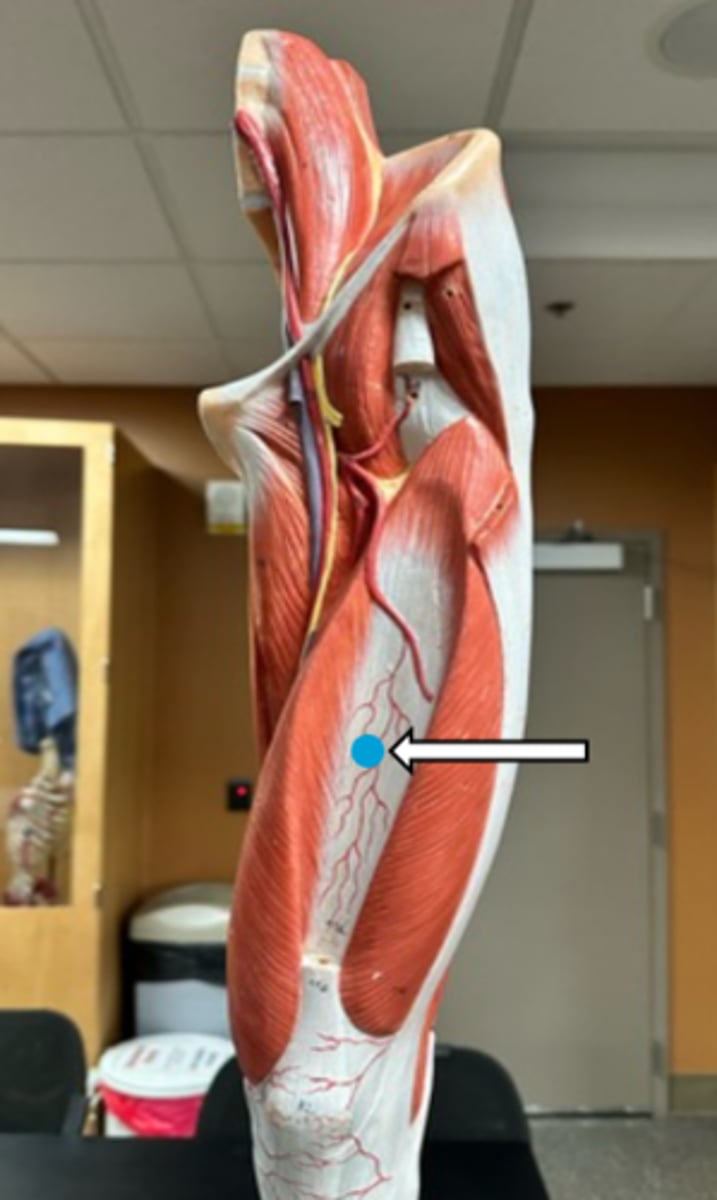 <p>vastus intermedius (function)</p>