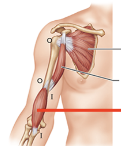 <p>Muscle below biceps (forearm)</p>