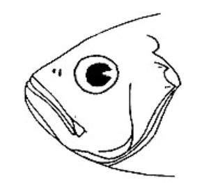 <p>least common; upward feeding</p>