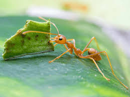 <p>Ants that farm fungus on cut leaves in underground colonies; highly social.</p><ul><li><p>Unique farming of fungus. They collect leaf(leaves) to serve as the nutritional substrate of their fungus</p></li><li><p>Constantly taking out pathogenic fungus or molds &amp; also produce antimicrobial compounds</p></li></ul><p></p>