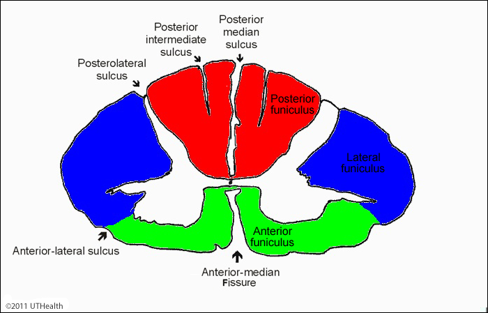 <p>Internal anatomy of the spinal cord; The grey matter of spinal cord is shaped like ___ ___ or ___ &amp; is surrounded by white matter.</p>