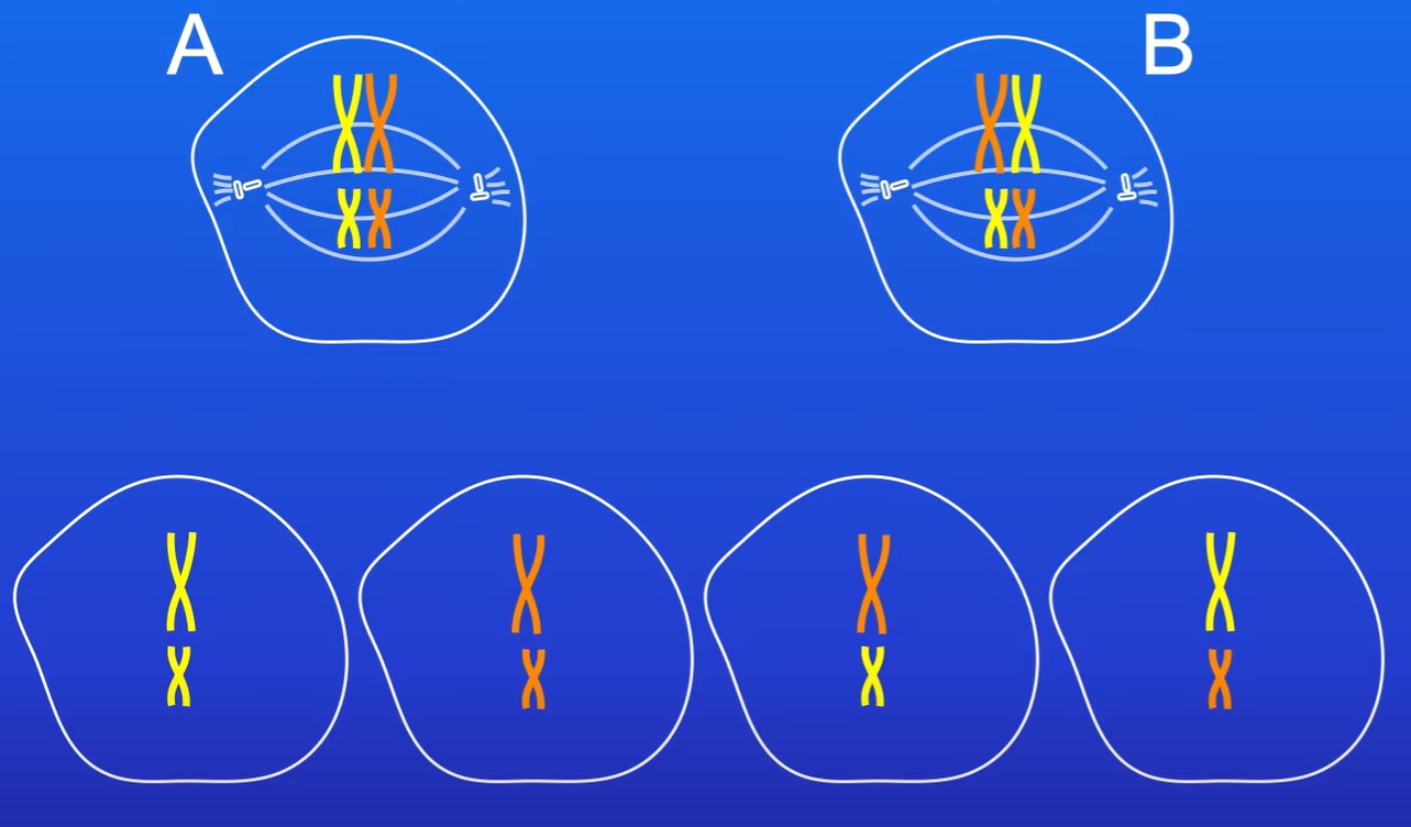 <ul><li><p>Crossing over of the homologous chromosomes, passing on alleles between each other, where each chromatid is genetically different from one another</p></li><li><p>During Metaphase 1, the way the homologous chromosomes are lined up at the equator (independent assortment) SHOWN IN PIC</p></li></ul><p></p>