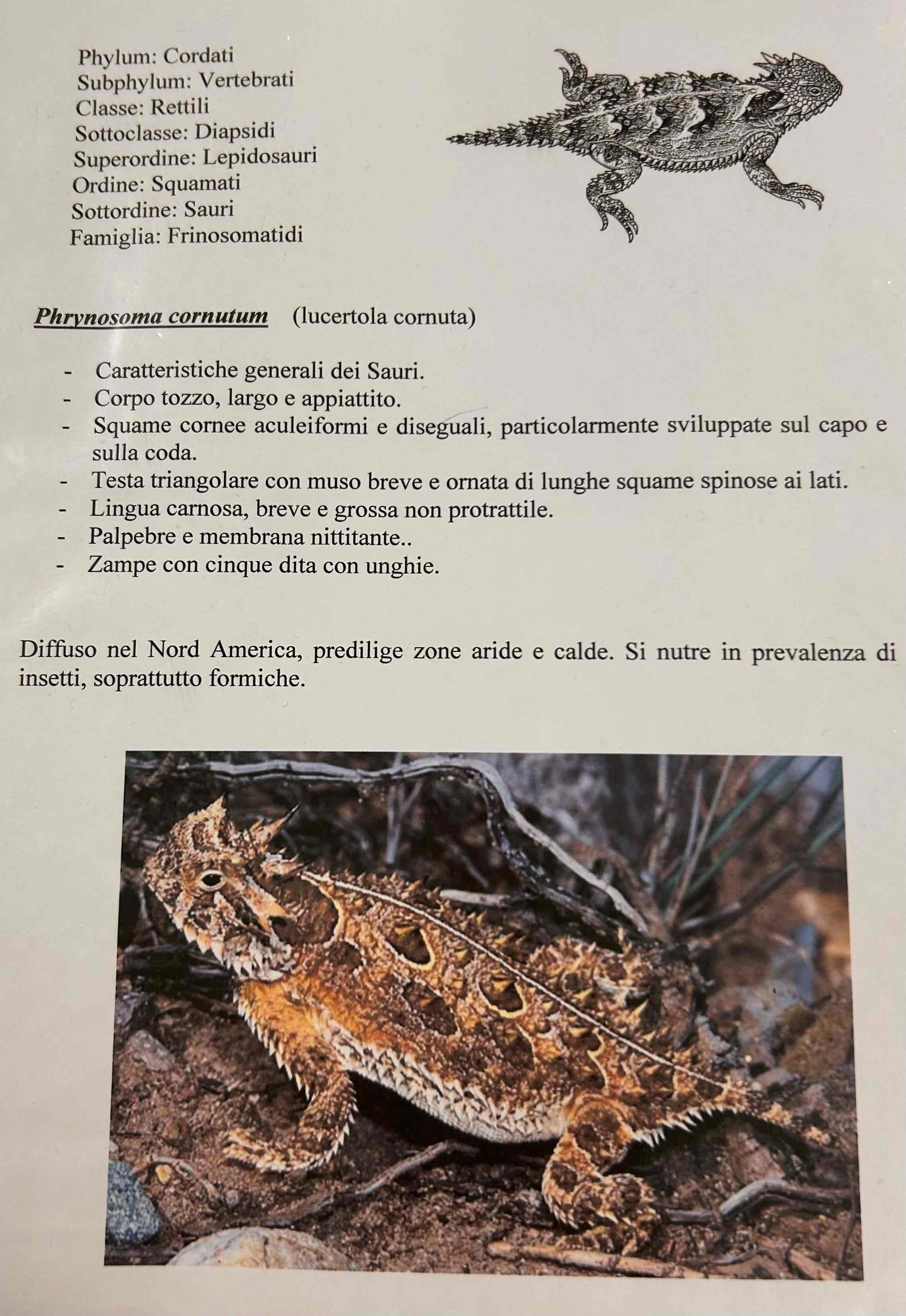 <p>Cordati</p><p style="text-align: start">Vertebrati</p><p style="text-align: start">Gnatostomi</p><p style="text-align: start">Tetrapodi</p><p style="text-align: start">Rettili</p><p style="text-align: start">Lepidosauria</p><p style="text-align: start">Squamati</p><p style="text-align: start">(Sauri)</p><p style="text-align: start">Phrynosoma cornutum [lucertola cornuta]</p>