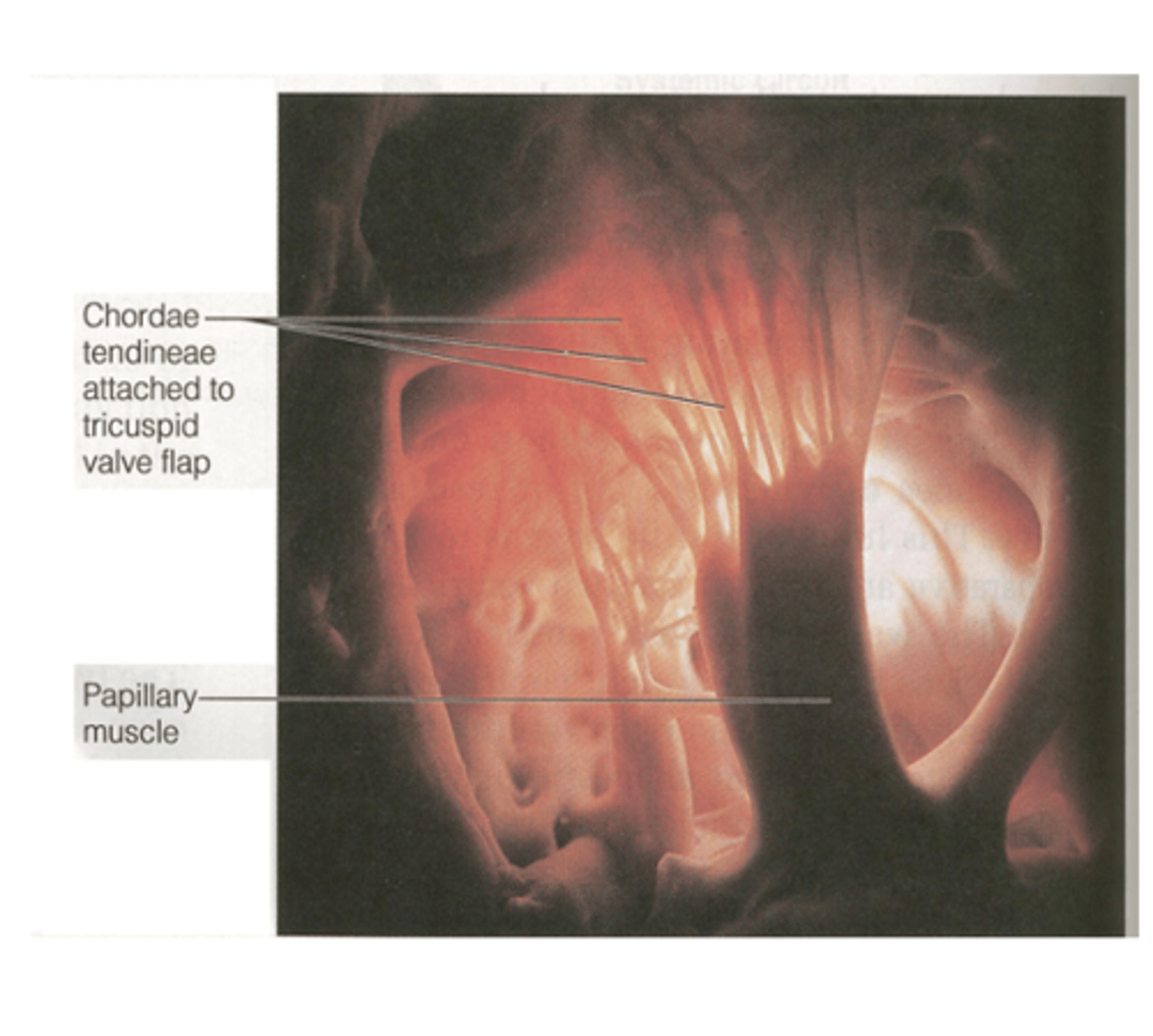 <p>elastic cords composed of myocardial tissue contracts simultaneously with the ventricles assuring what? </p>
