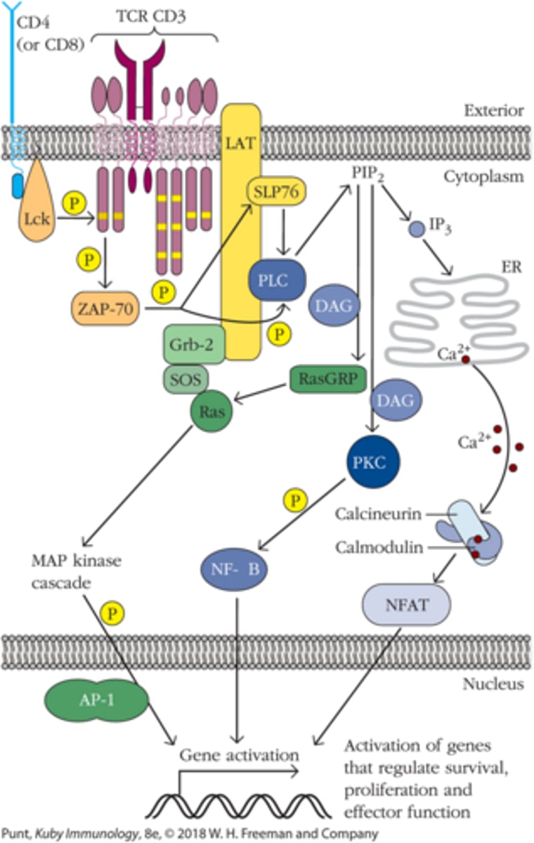 <p>3 (AP-1, NFAT, and NFκ𝛽)</p>