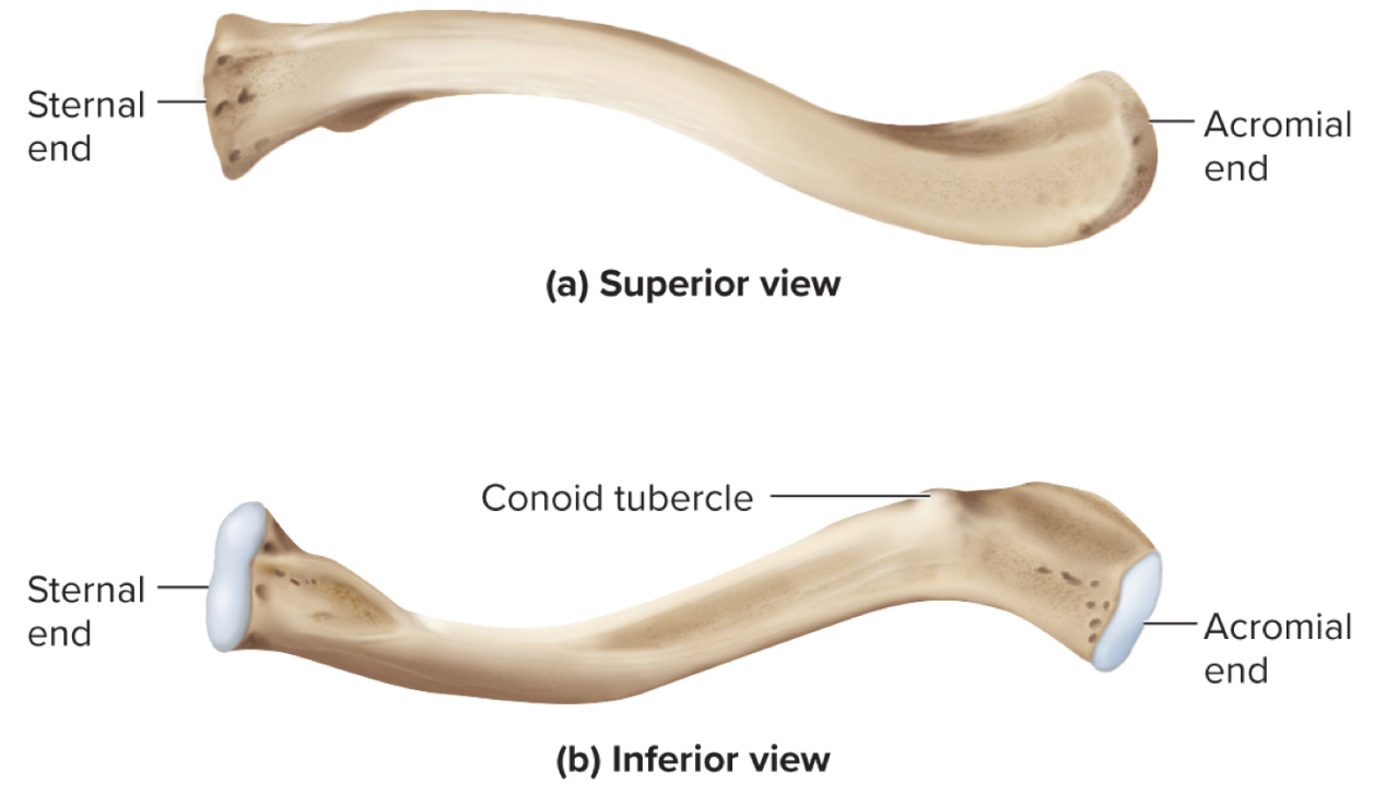 <p>What are the parts of the clavicle?</p>