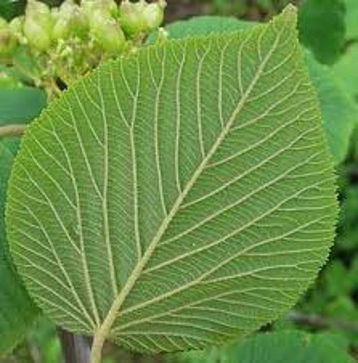 <p>Many veins of a leaf that branch out from the midrib</p>