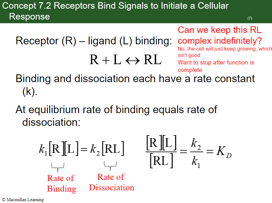 <p>Kɒ = k₂ / k₁ = [R][L] / [RL]</p>