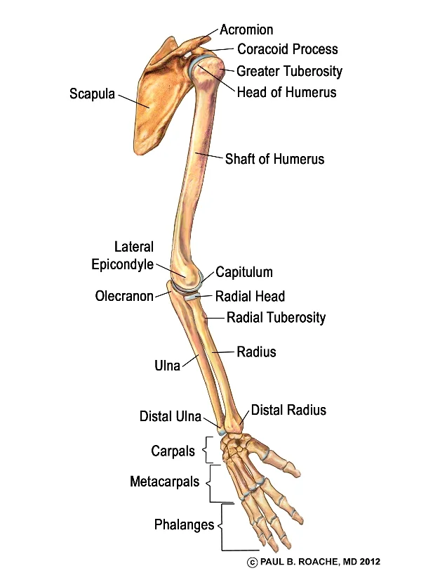 <p><span>Humerus (n): </span>The upper arm bone<br><span>Radius (n): Xương quay</span><br><span>Ulna (n): Xương trụ</span><br><span>Carpal(s) (n): Xương cổ tay</span><br><span>Metacarpal(s) (n): Xương bàn tay</span><br><span>Phalanges (n): Xương đốt ngón → Used for hand and foot.</span></p>