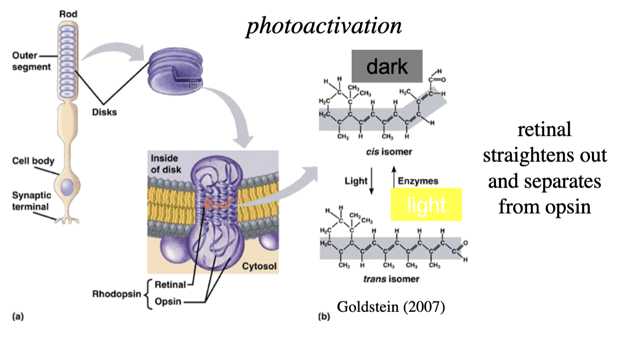 <p>activated by light, leads to transduction (process by which light is transformed into electrical activity)</p>