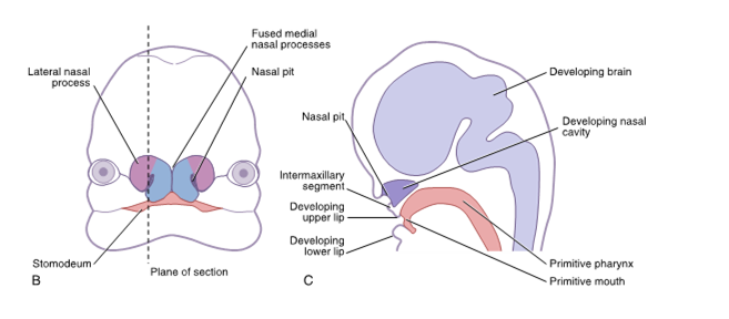 <ul><li><p>separates the stomodeum from the primitive pharynx</p></li><li><p>the first event in development of the face during the latter part of the fourth week of prenatal development is disintegration of the oropharyngeal membrane</p></li></ul><p></p>
