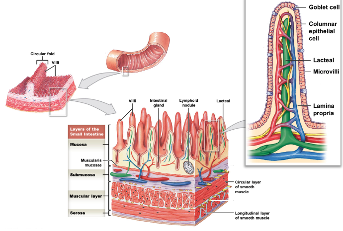 * circular folds (plicae circulares): increase digestive surface area
* villi: mucosa projections; have microvilli on apical surface (forming brush border) of epithelial columnar cells
  * goblet cells: prod. mucus, found btwn epithelial cells
* lacteal: lymphatic capillaries located in center of villi
* intestinal glands (intestinal crypts): located in submucosa
* MALT: located in mucosa