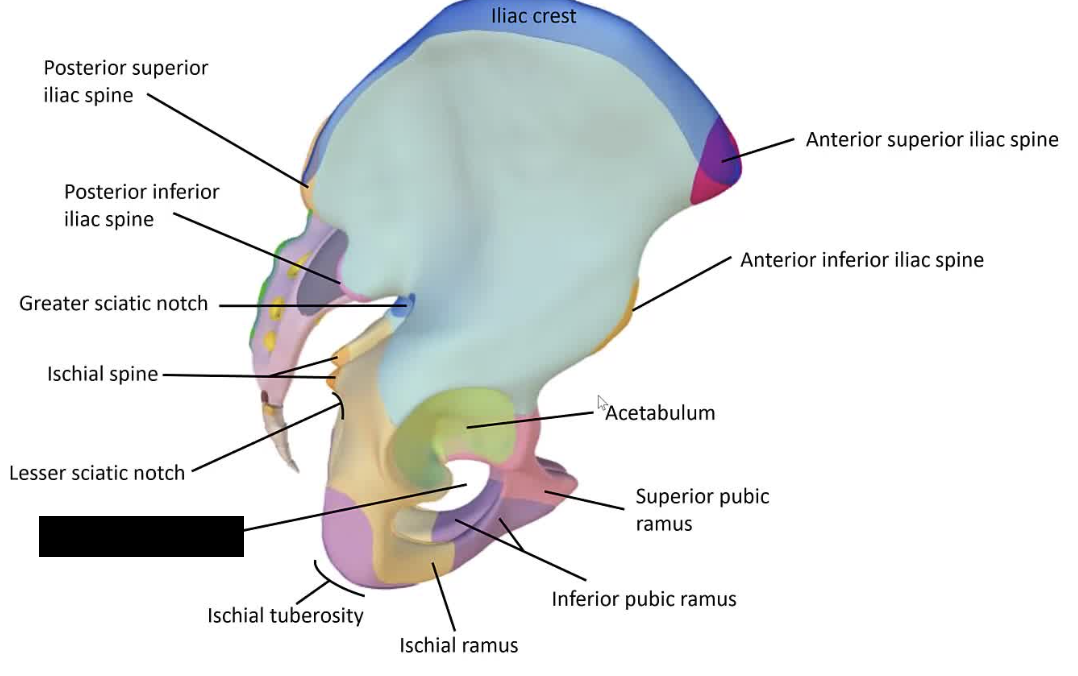 <p>The opening in the hip bone that allows for nerves and blood vessels to pass through.</p>