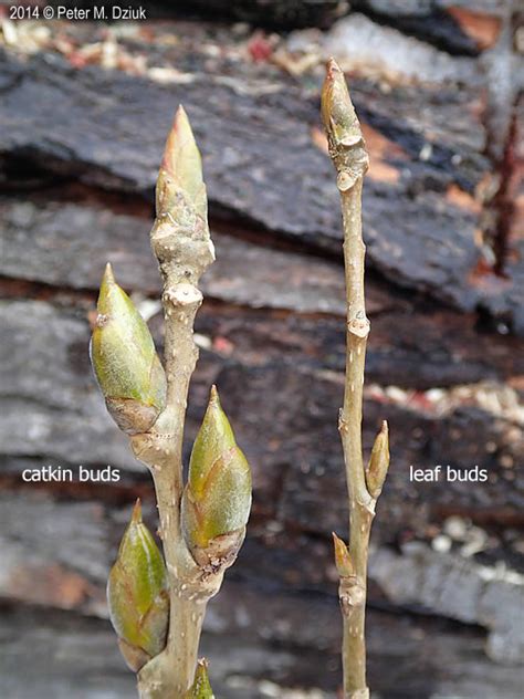 <p>Which tree do these buds belong to? </p>