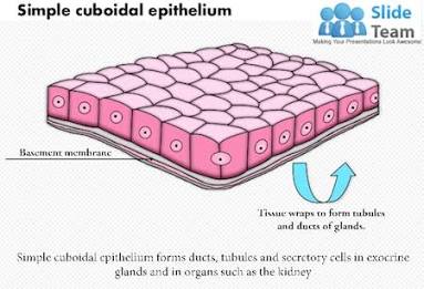 <p>Simple Cuboidal Epithelial</p>