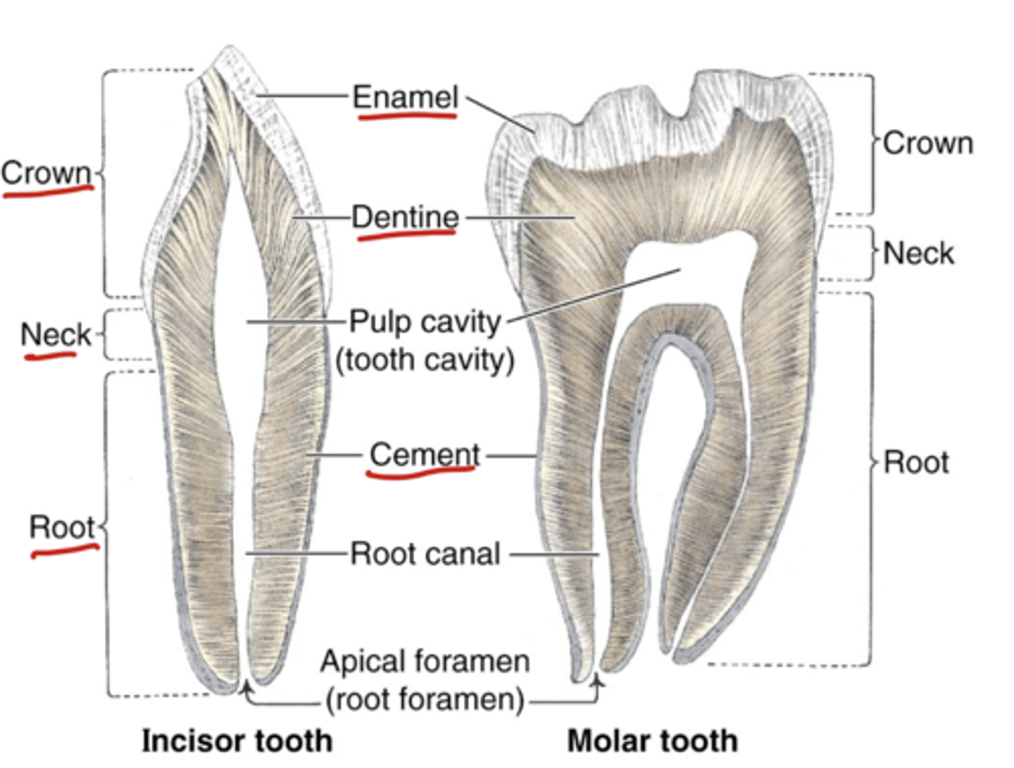 <p>Crown (visible portion), neck, root, enamel, dentine, cement, pulp cavity (neurovasculature)</p>