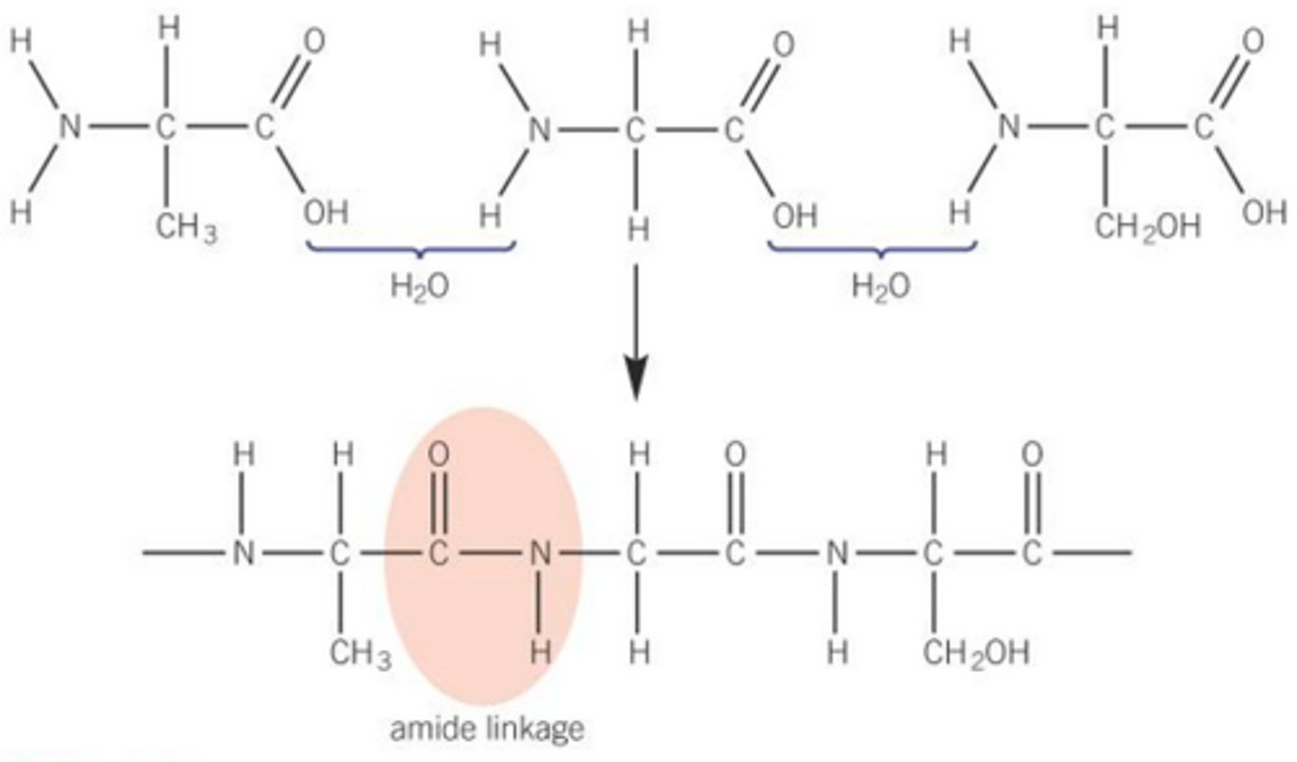 <p>Amide bond is formed and water is lost</p>