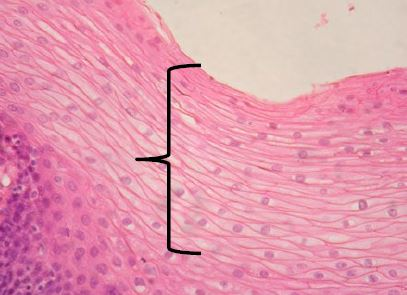 <p>Identify the tissue</p>