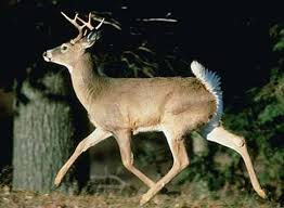 <p>Mammalia, Artiodactyla, Cervidae</p><p>Odocoileus virginianus</p>